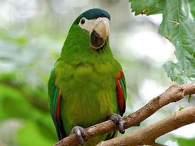 Papagáj v tropickej záhrade, foto: Chad Bordes, Wiki